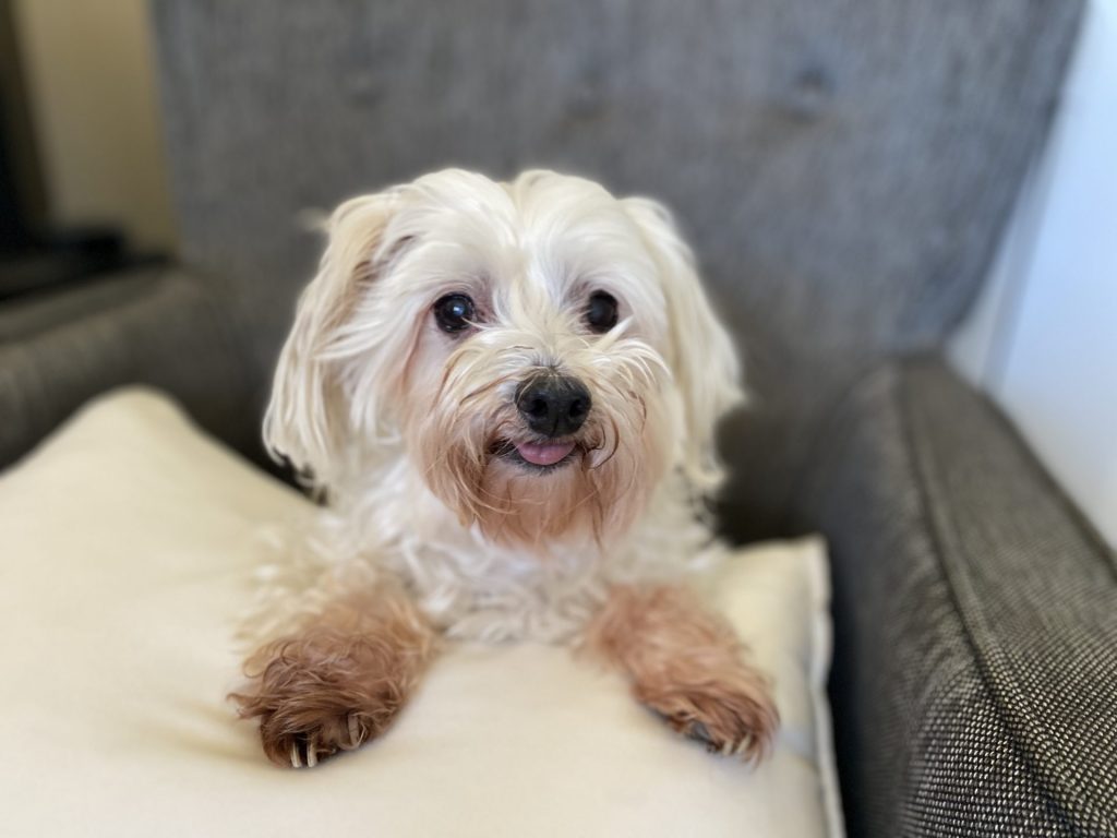 most beautiful puppy